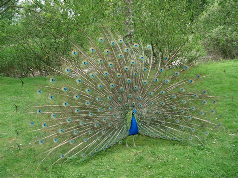 Fichier:Paon bleu faisant la roue - peacock.JPG — Wikipédia