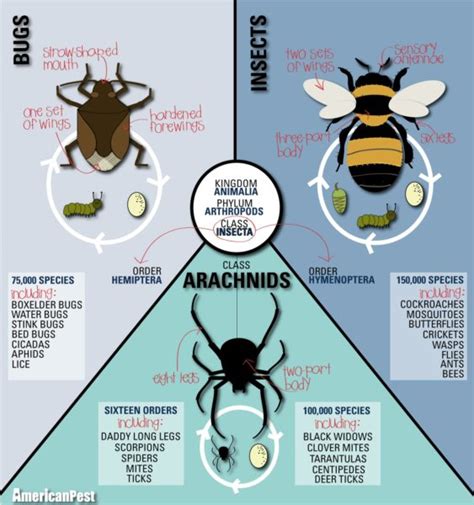 Thursday 5/14: Outdoor Science, Day #4- Bugs, Bugs, Bugs - Club SciKidz Maryland