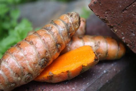 LIVE 3 TURMERIC Rhizomes Curcuma longa Edible Orange Ginger ~Canoe Plant~ 'OLENA | eBay