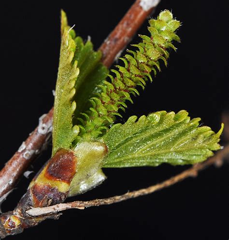 Betula papyrifera – Flora of Eastern Washington and Adjacent Idaho