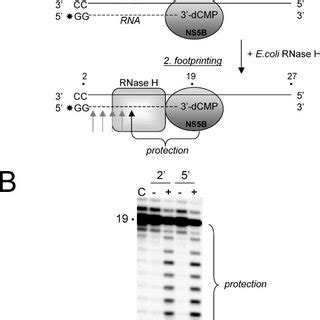 RNase H protection assay. A, principle of the reaction. In the presence... | Download Scientific ...