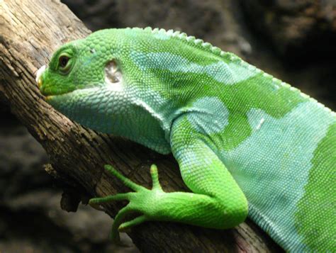 File:Fiji Banded Iguana.jpg - Wikipedia