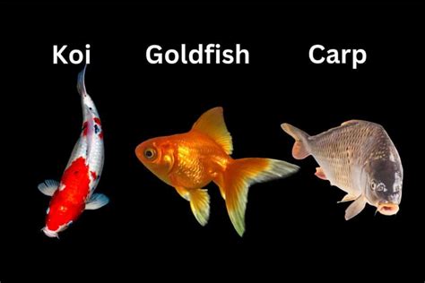 Goldfish vs. Koi vs. Carp: How Are They Different?