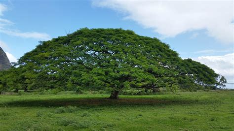 Free photo: Hawaiian Umbrella, Tree, Nature - Free Image on Pixabay - 730371