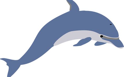 Dolphin Facts for Kids | Dolphins World