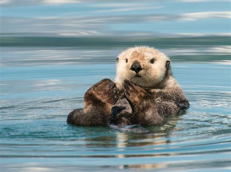 Endangered sea otters to arrive at Birmingham Sea Life Centre this ...