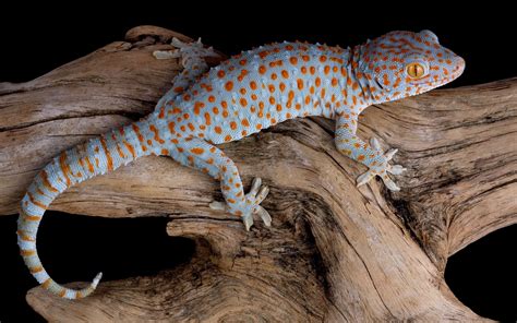 Wallpaper Gecko, reptile, lizard, Animals #9983