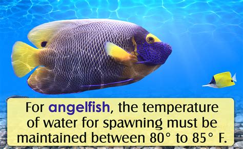 How to Breed Angelfish - Pet Ponder