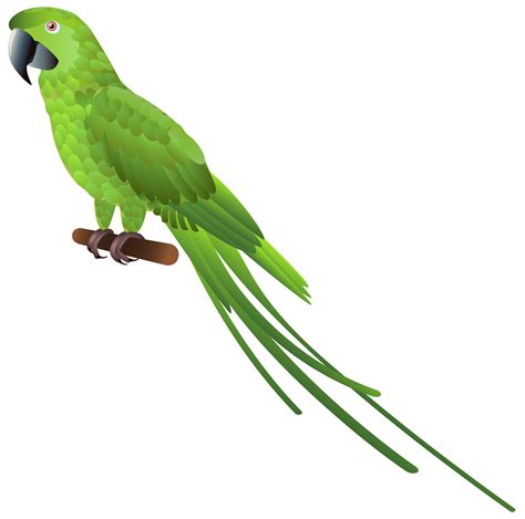 Green Parrot PNG Clipart - Best WEB Clipart