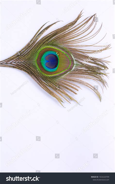 Peacock Feather Outline: Over 72 Royalty-Free Licensable Stock Photos ...