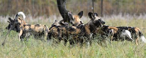 Endangered Wild Dogs move to Malawi - UmPhafa