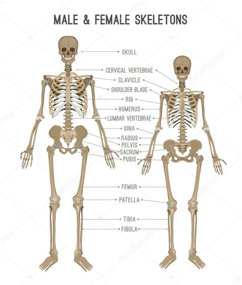 Skeleton differences image — Stock Vector © annyart #191249096