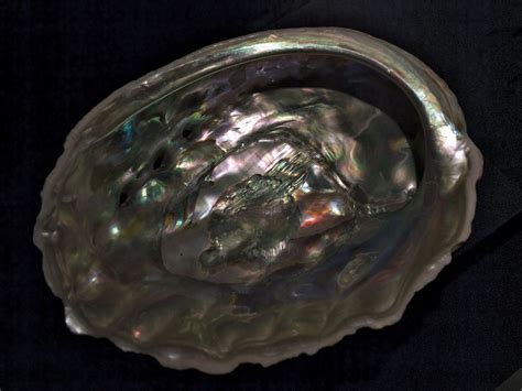 Abalone | Definition & Facts | Britannica