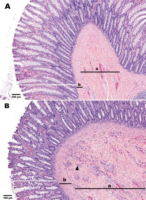 Typical histological appearance of the cecum of a Beagle dog 24 h after... | Download Scientific ...