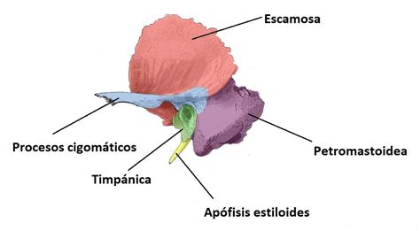 Partes Del Hueso Temporal