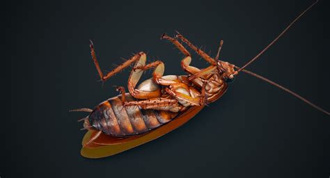 3D cockroach american animation - TurboSquid 1290490