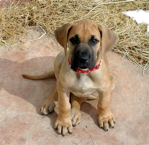 Fawn Great Dane Puppies | PETSIDI