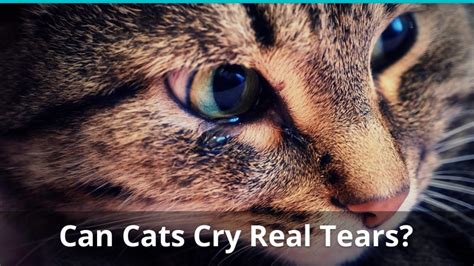 Can Cats Cry Tears Like Humans? Do They Cry When In Pain Or Sad?