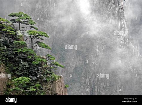 Huangshan pine trees hang over the crags at Huangshan National Park in Anhui, China Stock Photo ...