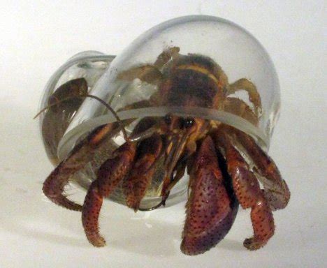 See Hermit Crabs Like Never Before With Blown Glass Shells | Gadgets, Science & Technology