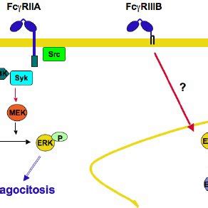 Activating Fc γ receptor signaling. Fc γ R cross-linking by... | Download Scientific Diagram