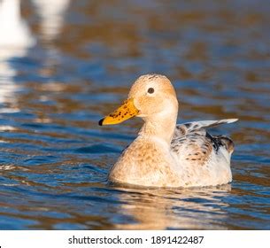 Male Female Manky Mallard Duck Ducks Stock Photo 1891422487 | Shutterstock