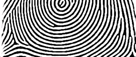 Plain whorl fingerprint - sanddm