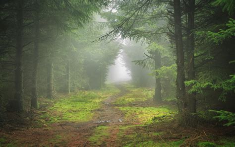 Download Fog Green Forest Nature Path 4k Ultra HD Wallpaper