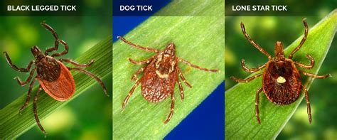 The Lone Star Tick and Meat Allergies: What to Know - Infectious Disease