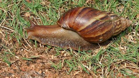 Video Giant African land snail spotted in Florida, section of county under quarantine - ABC News