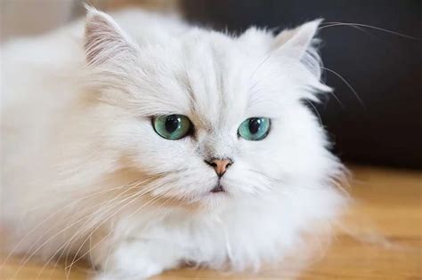 PERSIAN CAT Breed Information - Pets Beast