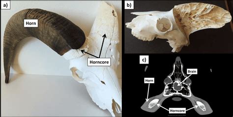 Mark Witton.com Blog: The horns of Arsinoitherium: covered in skin or augmented with keratin ...