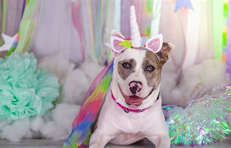 Unicorn Foster Squad grant | Best Friends Animal Society