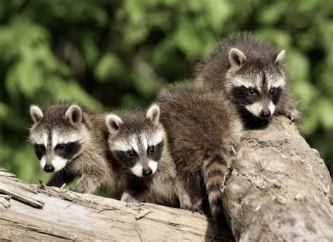 Where Do Raccoons Live? Raccoon Range and Raccoon Habitat • Animals Answers