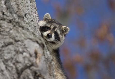 Tree Services For Raccoon Removal | Reliable Tree Care