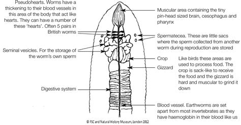 Earthworm Simple External Anatomy