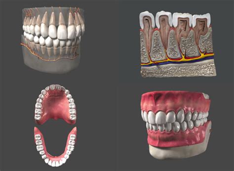 Human Teeth 3D Model Free Download