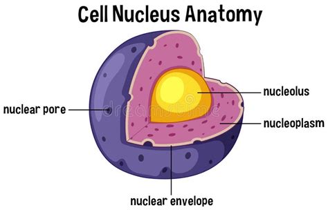 Cell Nucleus Anatomy Diagram Stock Vector - Illustration of purple, human: 121064342