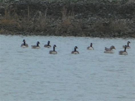 What is this goose with a flock of Canada Geese? SW MI : r/whatsthisbird