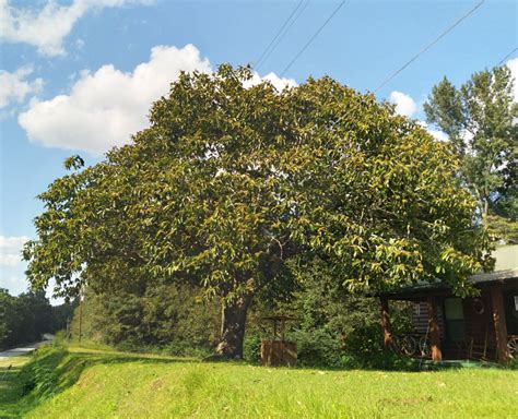 A Beautiful Lower Alabama Chestnut Tree | The Survival Gardener