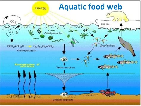 Food chain,food web and ecological pyramids