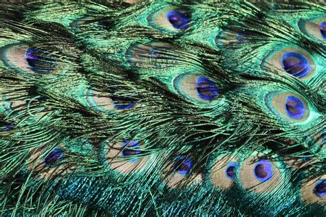 Peacock Feathers Texture – Photos Public Domain