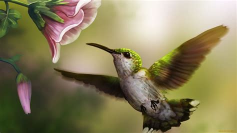 22 Hummingbird Wallpapers - Wallpaperboat