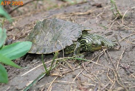 Northern Map Turtle Care - Turtlean