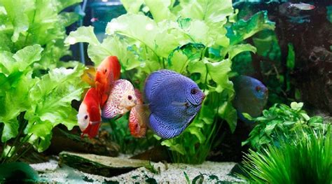 15 Attractive & Colorful Freshwater Fish (And How To Care For Them)