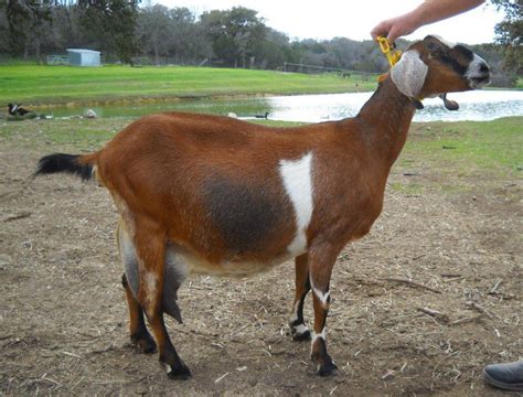 Nubian Goat - Breeds List