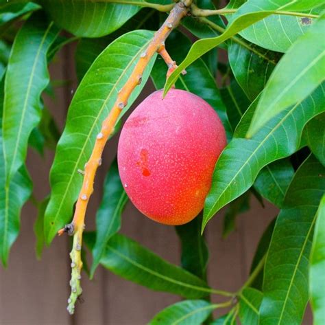 Haden Mango Tree - For Sale | Florida – Everglades Farm