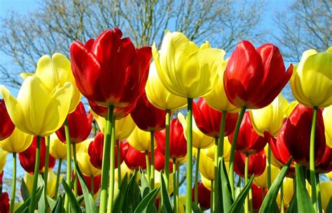 334 Background Bunga Tulip Images - MyWeb