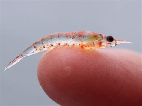 Species Spotlight: Krill, small but vital - Greater Farallones Association