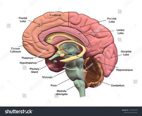 Brain Anatomy Labeled Diagram